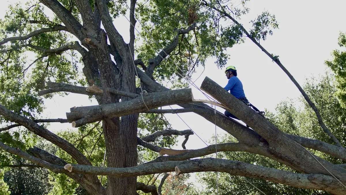 Professional Crown Thinning performed by certified arborists in Clio