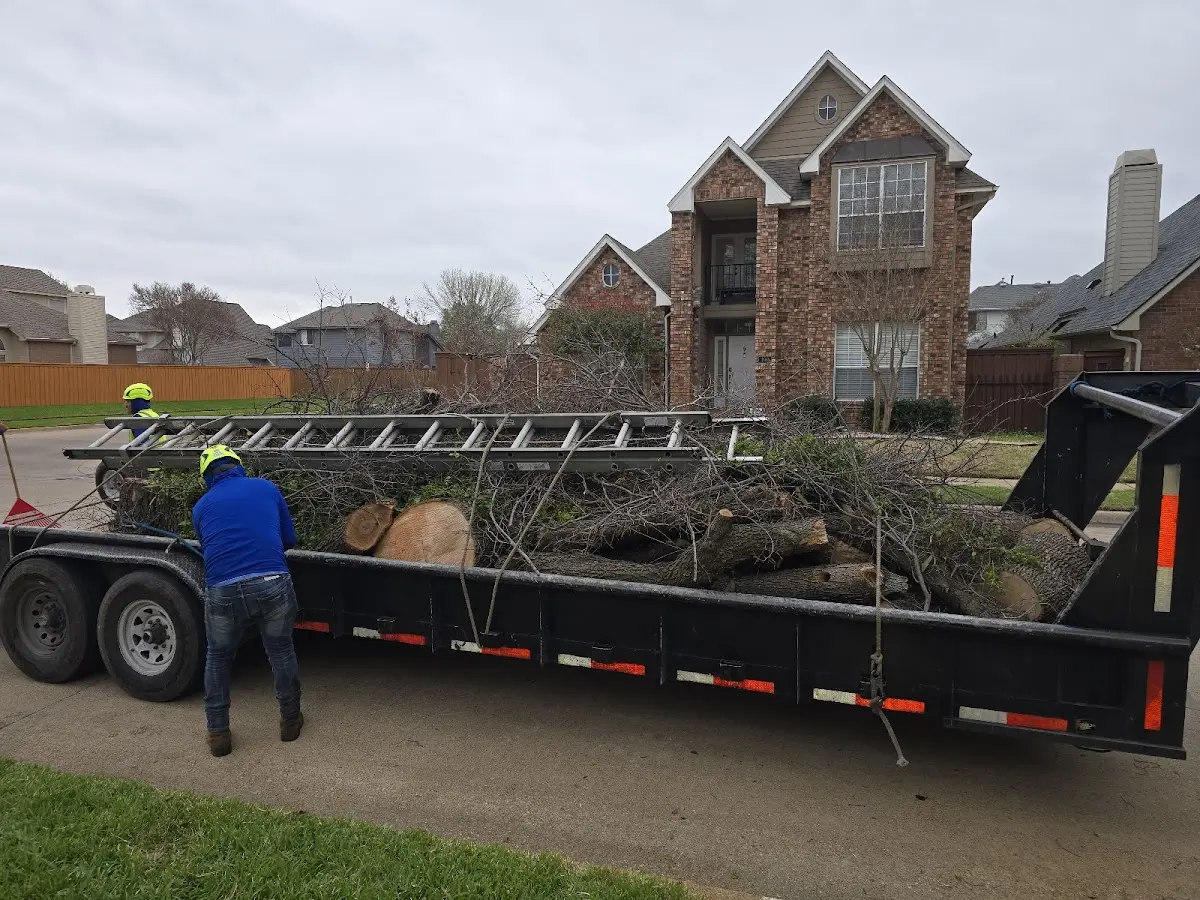 Expert Tree Fertilization with proper safety equipment in Clio